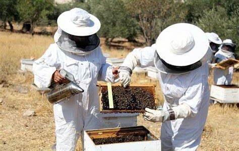 دوره استشاري دولي  تربيه النحل