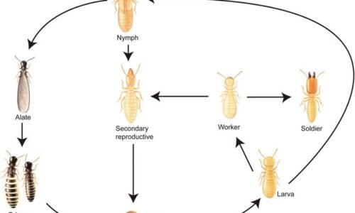 دورة استشاري دولي مكافحة النمل الأبيض