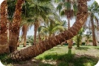 دوره استشاري دولي مكافحه آفات وأمراض النخيل